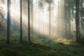 Forest. Massive landscape with spruce forest. March 21. 2024. International Day of Forests.