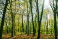 Forest. Massive landscape with spruce forest. March 21. 2024. International Day of Forests.