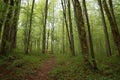 Forest. Massive landscape with spruce forest. March 21. 2024. International Day of Forests.