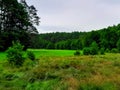 Forest meadow in Bory Tucholskie Royalty Free Stock Photo
