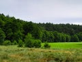 Forest meadow in Bory Tucholskie Royalty Free Stock Photo
