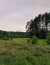 Forest meadow in Bory Tucholskie Royalty Free Stock Photo
