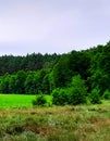 Forest meadow in Bory Tucholskie Royalty Free Stock Photo