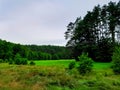 Forest meadow in Bory Tucholskie Royalty Free Stock Photo