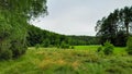 Forest meadow in Bory Tucholskie Royalty Free Stock Photo
