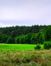 Forest meadow in Bory Tucholskie Royalty Free Stock Photo