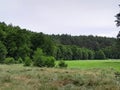 Forest meadow in Bory Tucholskie Royalty Free Stock Photo