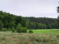 Forest meadow in Bory Tucholskie