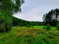 Forest meadow in Bory Tucholskie Royalty Free Stock Photo