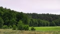 Forest meadow in Bory Tucholskie Royalty Free Stock Photo