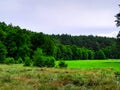 Forest meadow in Bory Tucholskie Royalty Free Stock Photo