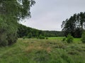 Forest meadow in Bory Tucholskie Royalty Free Stock Photo