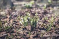 Forest meadow with delicate snowdrops in last year`s foliage, sunny day. Concept of the first spring plants, seasons Royalty Free Stock Photo