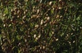 Forest meadow with dew on grasses, image with small depth of field