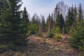 Forest meadow field landscape. Early spring forest meadow view. Forest meadow scene