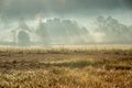 Forest and a meadow with foggy atmosphere