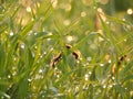 Forest meadow with fresh green grass and dandelions at sunset. Selective focus. Beautiful summer nature background. Royalty Free Stock Photo