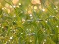 Forest meadow with fresh green grass and dandelions at sunset. Selective focus. Beautiful summer nature background. Royalty Free Stock Photo