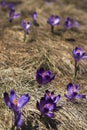 Forest meadow full of saffron flowers in the Slovak mountains. Royalty Free Stock Photo