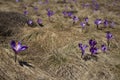 Forest meadow full of saffron flowers in the Slovak mountains. Royalty Free Stock Photo