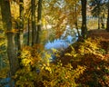 Forest meadow on shore of picturesque lake. Vilshany water reservoir on the Tereblya river, Transcarpathia, Ukraine. Beautiful Royalty Free Stock Photo