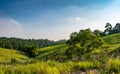 Forest meadow in sunny day Royalty Free Stock Photo