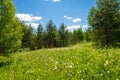 Forest meadow with white dandelions. Royalty Free Stock Photo