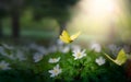 Forest meadow with white spring flowers and yellow butterflies on a sunny day. Easter morning Royalty Free Stock Photo