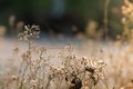 TheÃ¢â¬â¹ Forest meadow with wild grasses,Macro image with small depth of field,Blur background Royalty Free Stock Photo