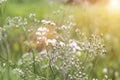 Forest meadow with wild grasses,Macro image with small depth of field,Blur background Royalty Free Stock Photo