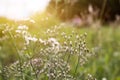 Forest meadow with wild grasses,Macro image with small depth of field,Blur background Royalty Free Stock Photo
