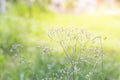 Forest meadow with wild grasses,Macro image with small depth of field,Blur background Royalty Free Stock Photo