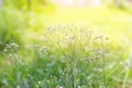 Forest meadow with wild grasses,Macro image with small depth of field,Blur background Royalty Free Stock Photo