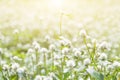 Forest meadow with wild grasses,Macro image with small depth of field,Blur background Royalty Free Stock Photo