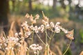 Forest meadow with wild grasses,Macro image with small depth of Royalty Free Stock Photo