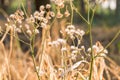 Forest meadow with wild grasses,Macro image with small depth of Royalty Free Stock Photo
