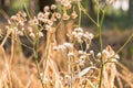 Forest meadow with wild grasses,Macro image with small depth of