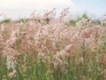 Forest meadow with wild grasses