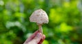 Forest medicinal mushrooms close-up Royalty Free Stock Photo