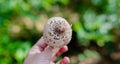 Forest medicinal mushrooms close-up Royalty Free Stock Photo