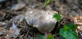 Forest medicinal mushrooms close-up Royalty Free Stock Photo