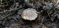 Forest medicinal mushrooms close-up Royalty Free Stock Photo