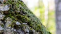 Forest medicinal mushrooms close-up Royalty Free Stock Photo