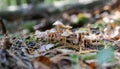 Forest medicinal mushrooms close-up Royalty Free Stock Photo