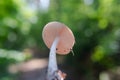 Forest medicinal mushrooms close-up Royalty Free Stock Photo