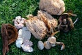 Forest medicinal mushrooms close-up Royalty Free Stock Photo