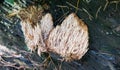 Forest medicinal mushrooms close-up Royalty Free Stock Photo