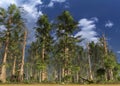 Forest of the mesozoic era 3D illustration