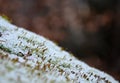 Forest mining of granite stone directly in the forest on solitary boulder. In the past, the easiest way to get a stone. to this da