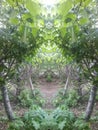 Forest Mirror Path